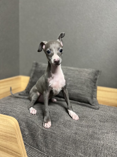 イタリアン・グレーハウンド 犬の販売・譲渡 6391 欠点無しプリンセスくん