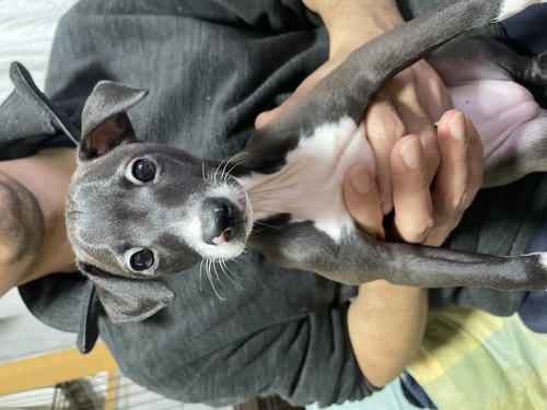 イタリアン・グレーハウンド 犬の販売・譲渡 6393 決まりました。