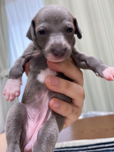 イタリアン・グレーハウンド 犬の販売・譲渡 6404 イタグレの赤ちゃん