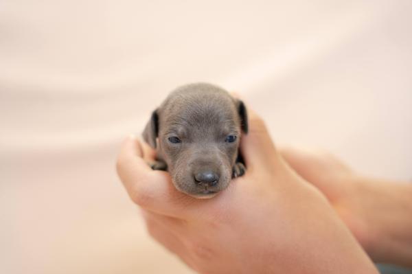 イタグレ 男の子生まれました! 犬の販売 6405