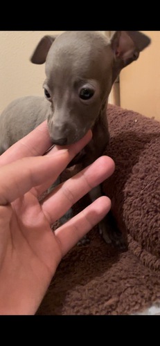 小柄なイタグレの男の子です! 犬の販売 6412