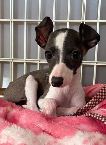 イタリアン・グレーハウンド 犬の販売・譲渡 6415 素敵なオーナー様に決まりました