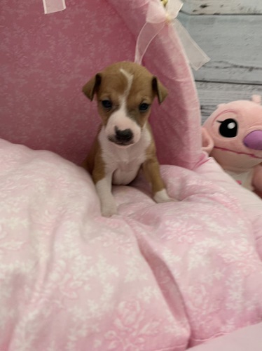 イタリアン・グレーハウンド 犬の販売・譲渡 6419 ご家族募集中です。