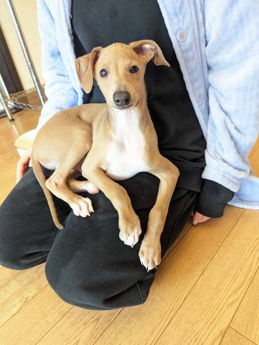 素敵な家族に一員になりました♪♪ 犬の販売 6423