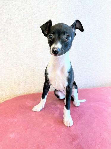イタリアン・グレーハウンド 犬の販売・譲渡 6425 小さめイタグレ