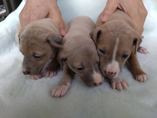 イタリアン・グレーハウンド 犬の販売・譲渡 6426 優良血統のイタグレ産まれています