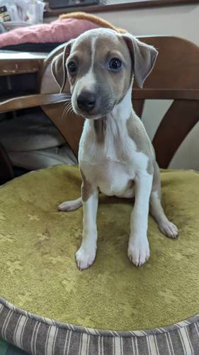 イタリアン・グレーハウンド 犬の販売・譲渡 6433 イタグレ 仔犬 4頭います