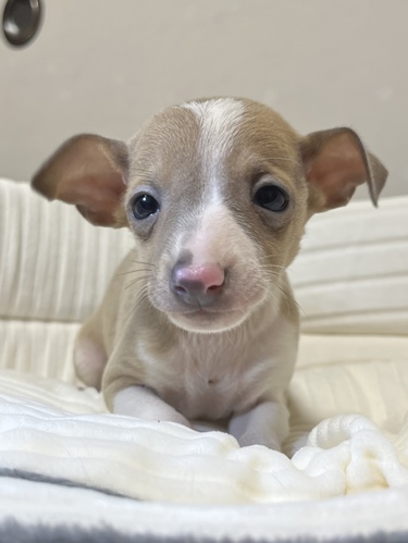 イタリアン・グレーハウンド 犬の販売・譲渡 6435 のんびりマイペースな男の子