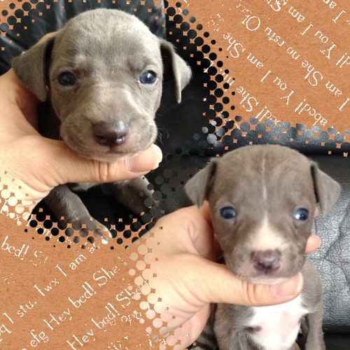イタリアン・グレーハウンド 犬の販売・譲渡 6440 ブルー&ホワイトの男の子☆