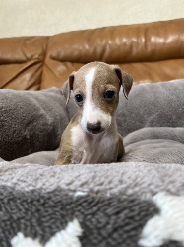 誕生日を間違えておりました! 犬の販売 6444