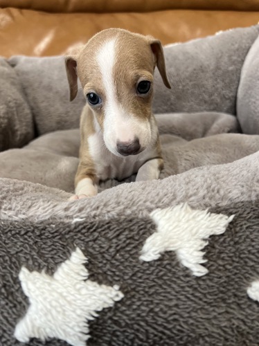 優しい色合いの王子様 犬の販売 6452