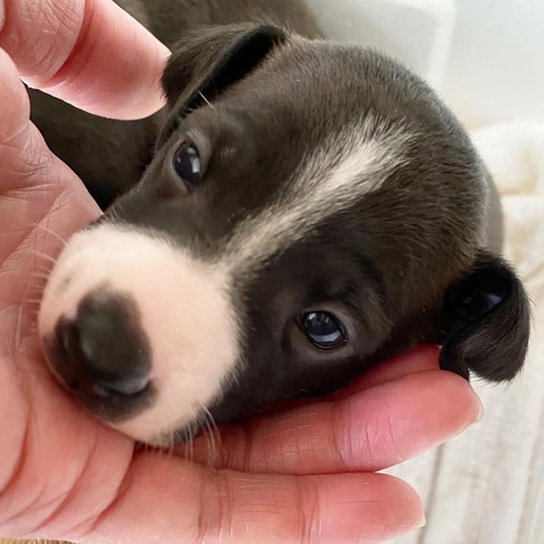 イタリアン・グレーハウンド 犬の販売・譲渡 6459 オーナー様決まりました