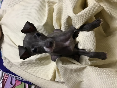 イタリアン・グレーハウンド 犬の販売・譲渡 6461 小ぶりの可愛い男の子 モデル犬♪