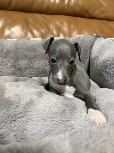 月々¥10,500-(24回払い)からにお迎え 犬の販売 6463