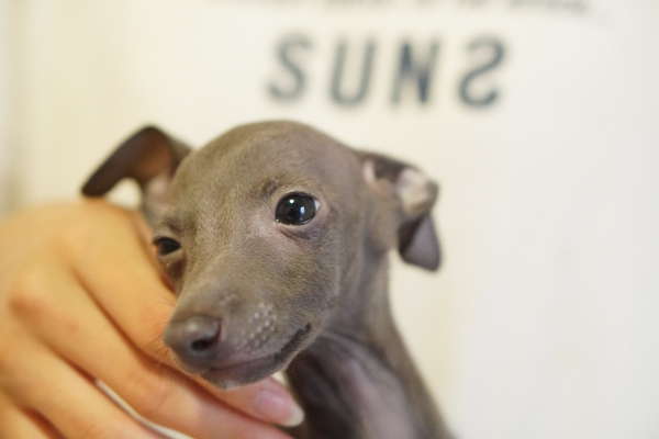 可愛いイタグレ ご家族様募集! 犬の販売 6467