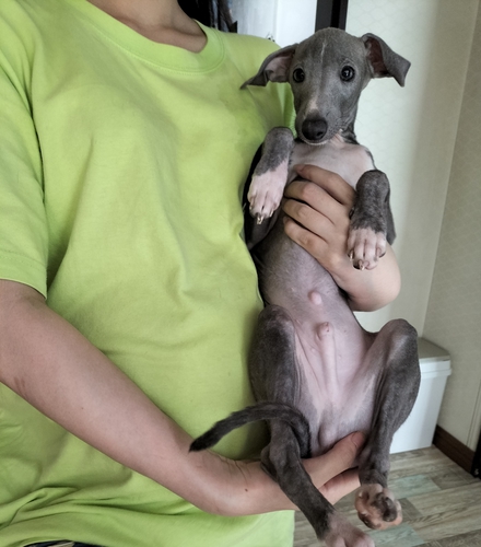 イタグレの元気な男の子♪ 犬の販売 6475
