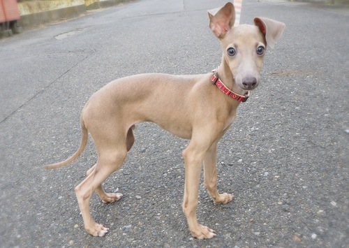 イタリアン・グレーハウンド 犬の販売・譲渡 6476 すぐにお迎えいただけます