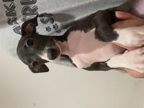 イタリアン・グレーハウンド 犬の販売・譲渡 6486 決まりました。