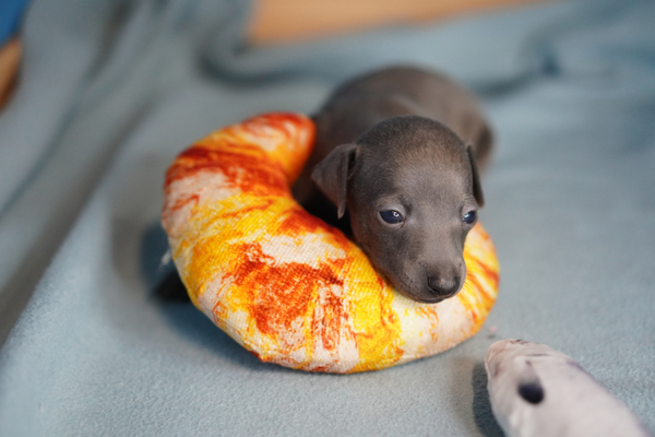 可愛いイタグレが生まれました 犬の販売 6487