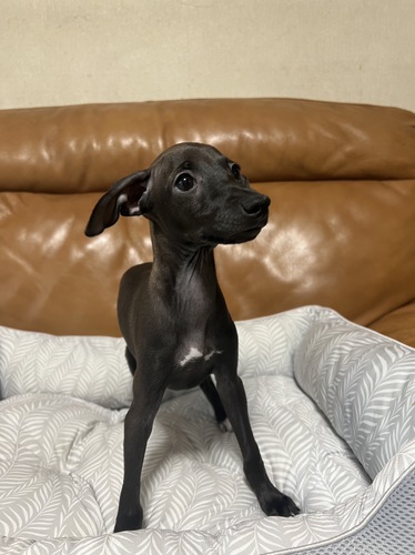 ハイグレードな王子様 犬の販売 6491