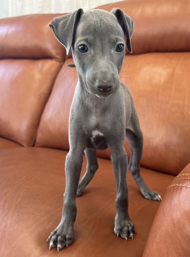 可愛い王子様 犬の販売 6492
