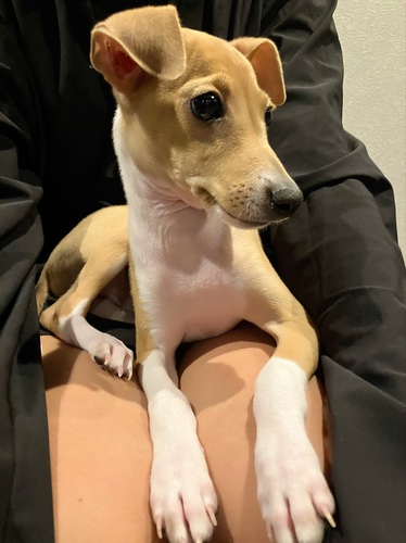イタリアン・グレーハウンド 犬の販売・譲渡 6496 すぐのお迎え可能です