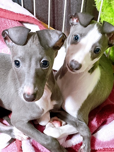 イタリアン・グレーハウンド 犬の販売・譲渡 6499 決まりました。ありがとうございました