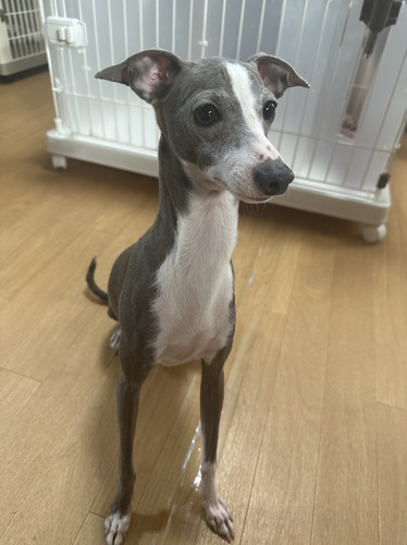 イタリアン・グレーハウンド 犬の販売・譲渡 6500 ご縁をいただきました。感謝m(._.)m
