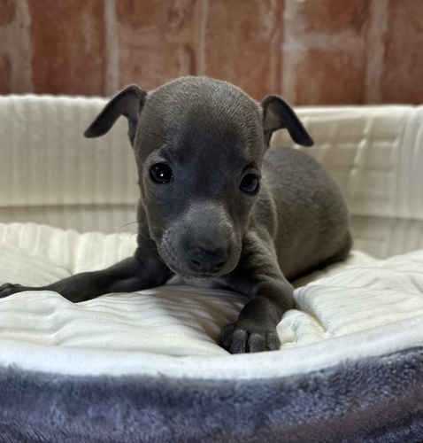 イタリアン・グレーハウンド 犬の販売・譲渡 6501 小ぶりな男の子
