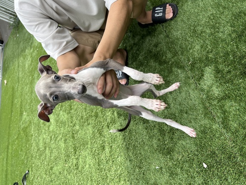 イタリアン・グレーハウンド 犬の販売・譲渡 6502 少し月齢たったので