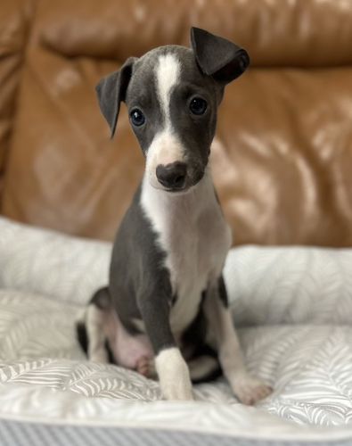 可愛い王子様 犬の販売 6508