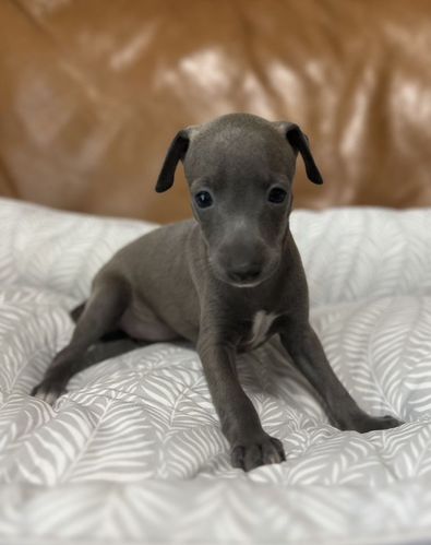 月々¥11,333-(24回払い)からお迎え 犬の販売 6512