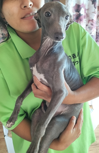 イタグレの可愛い7カ月の男の子♪ 犬の販売 6519