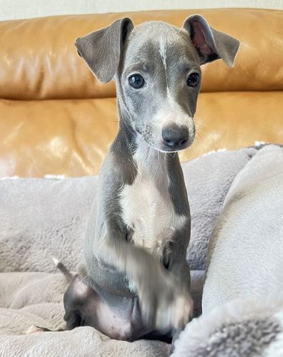 つぶらな瞳と可愛いお顔が自慢です。 犬の販売 6521