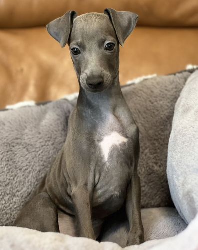 訳ありの男の子♪ 犬の販売 6522