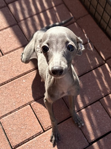 イタリアン・グレーハウンド 犬の販売・譲渡 6528 ご縁をいただきました。感謝m(._.)m