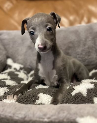 今週の土曜日(12/2)16時まで! 犬の販売 6531