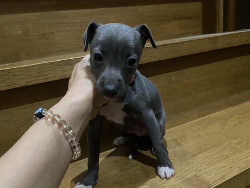 イタリアン・グレーハウンド 犬の販売・譲渡 6537 キレイな男の子