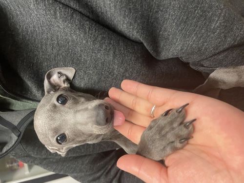 イタリアン・グレーハウンド 犬の販売・譲渡 6539 決まりました!