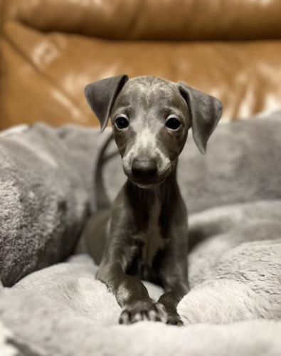 5万円、値下げさせていただきます。 犬の販売 6542