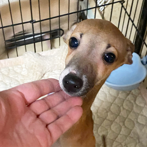 イタリアン・グレーハウンド 犬の販売・譲渡 6546 穏やかな兄弟です