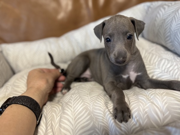 訳あり君にて10万円の値引きいたします 犬の販売 6557