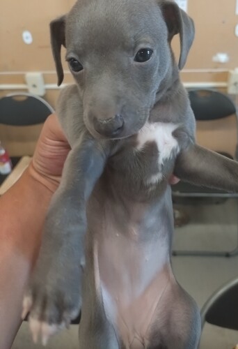 イタリアン・グレーハウンド 犬の販売・譲渡 6564 ブルーの女の子