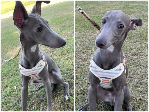 イタリアン・グレーハウンド 犬の販売・譲渡 6565 イタグレ♂ 募集中