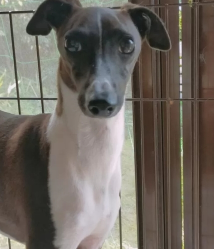 イタリアン・グレーハウンド 犬の販売・譲渡 6572 1歳男の子