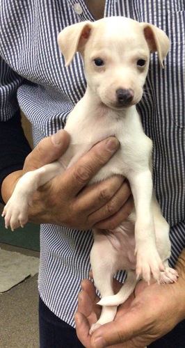 イタリアン・グレーハウンド 犬の販売・譲渡 6574 血統書なしのため格安
