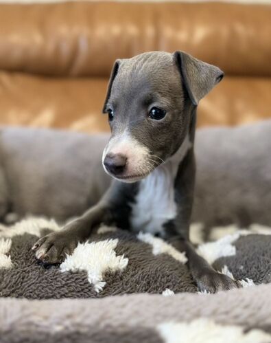可愛いお顔の王子さま♪ 犬の販売 6575