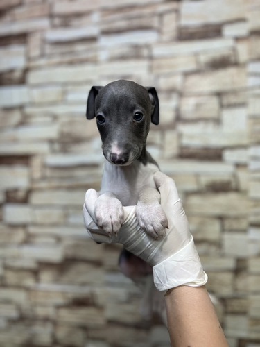 イタリアン・グレーハウンド 犬の販売・譲渡 6577 ブルー&ホワイトの男の子