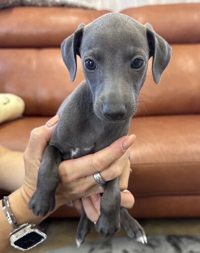 24回分割払い可能 犬の販売 6578