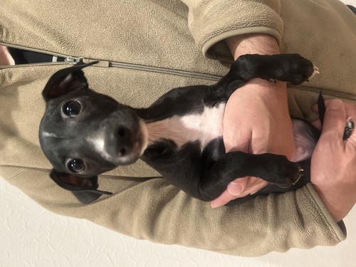 イタリアン・グレーハウンド 犬の販売・譲渡 6582 シールの男の子2頭です!